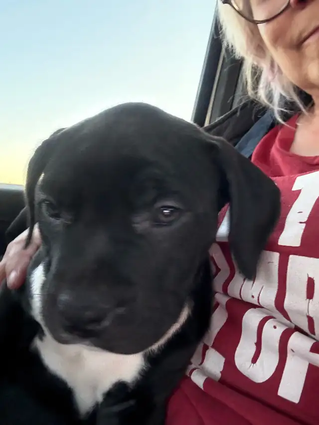 Terrier puppies. - Photo 2