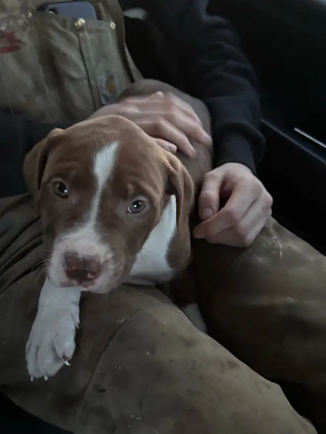 Terrier puppies. - Photo 3