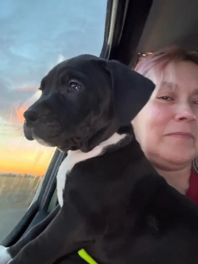 Terrier puppies. - Photo 4