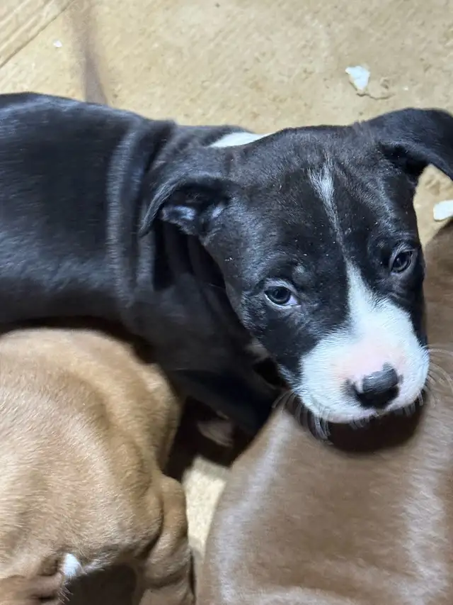 Terrier puppies. - Photo 5