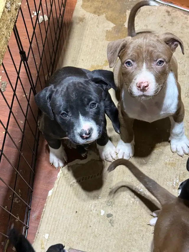 Terrier puppies. - Photo 6