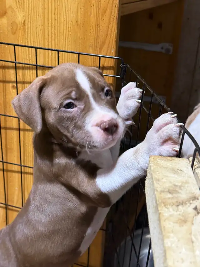 Terrier puppies. - Photo 7