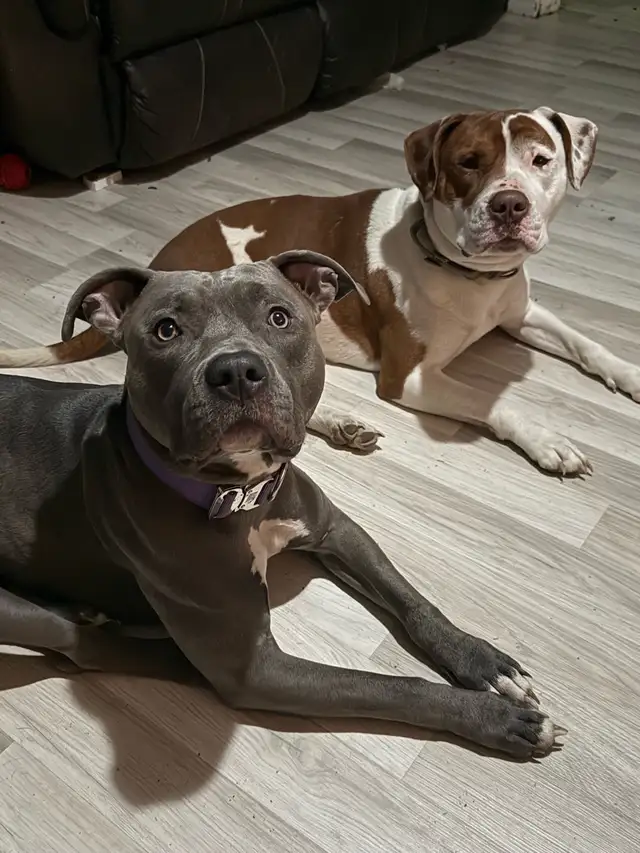 Terrier puppies. - Photo 8