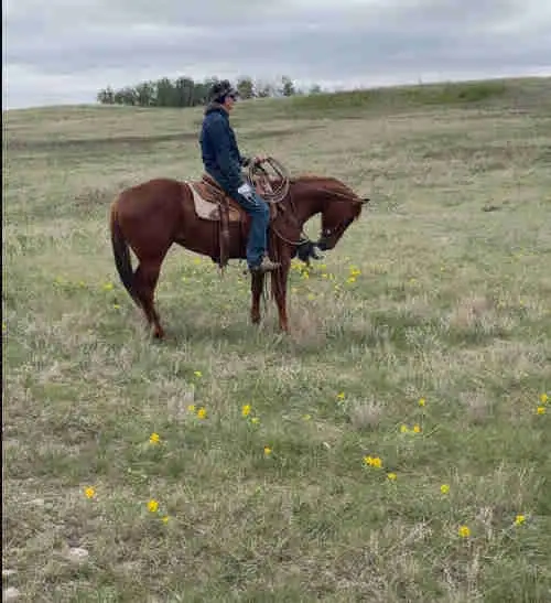 Coming four year old gelding