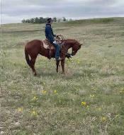 Coming four year old gelding