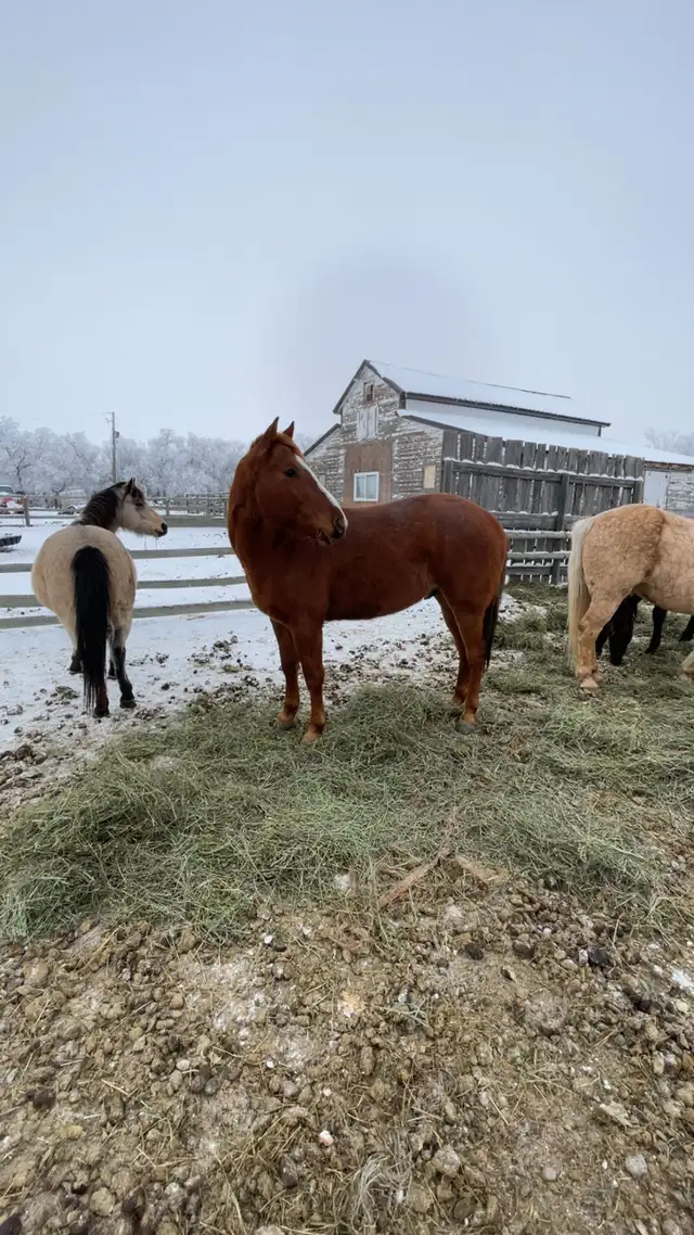 Coming four year old gelding - Photo 4