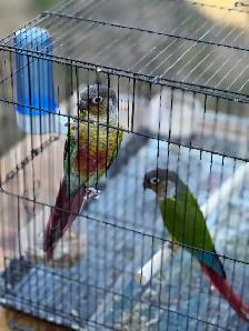 conure breeding pare