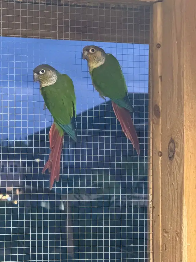 conure breeding pare - Photo 2