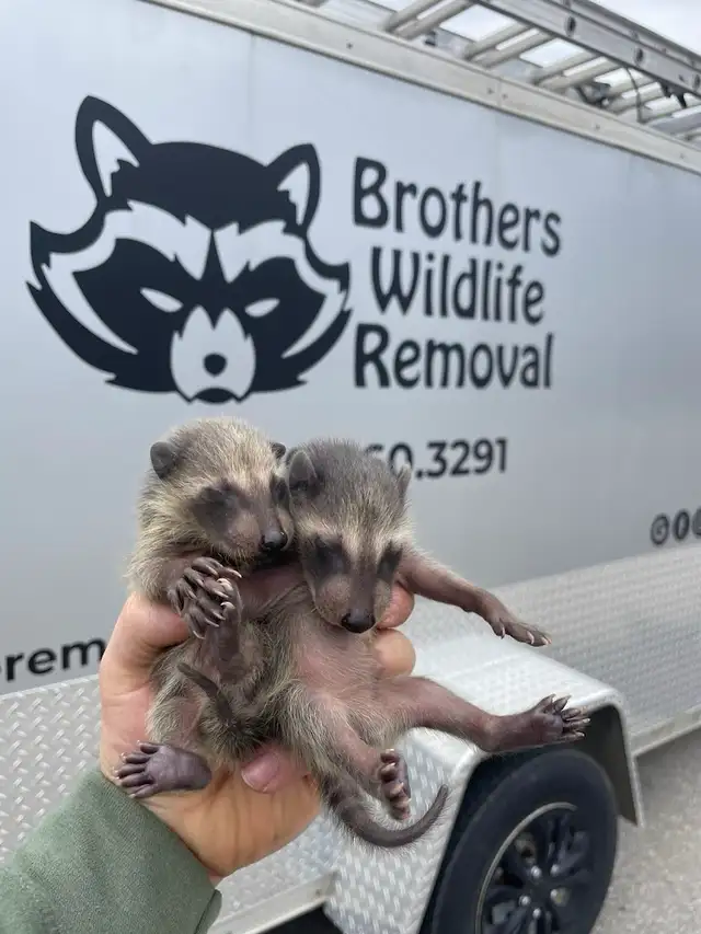 Brothers Wildlife Removal- Raccoons, Skunks, Squirrels