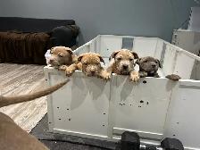 free am Bu11y pups