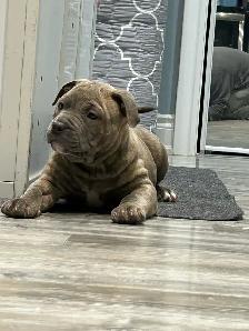 free am Bu11y pups - Photo 3