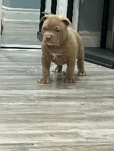 free am Bu11y pups - Photo 4