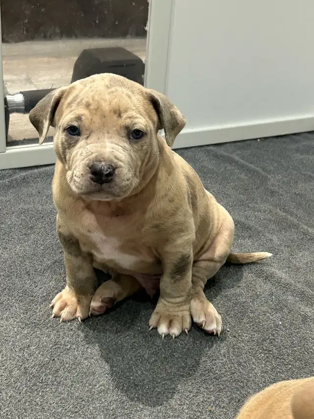 free am Bu11y pups - Photo 5