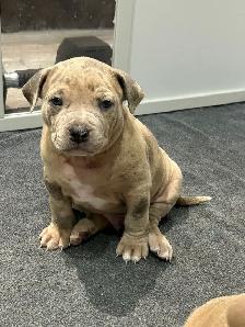 free am Bu11y pups - Photo 5