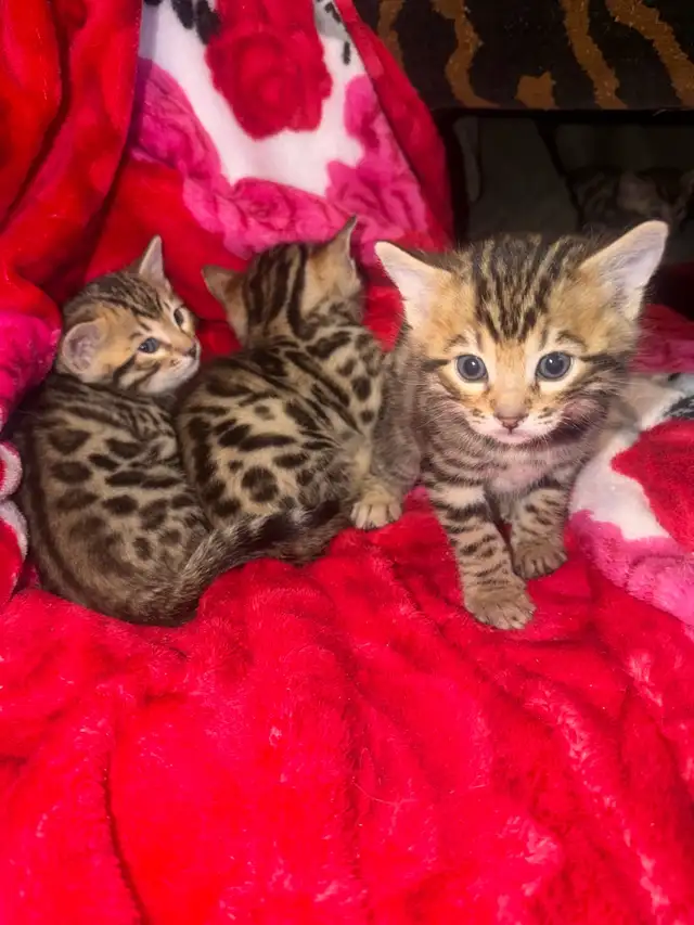 Beautiful Male Bengal Kittens Ready To Go!
