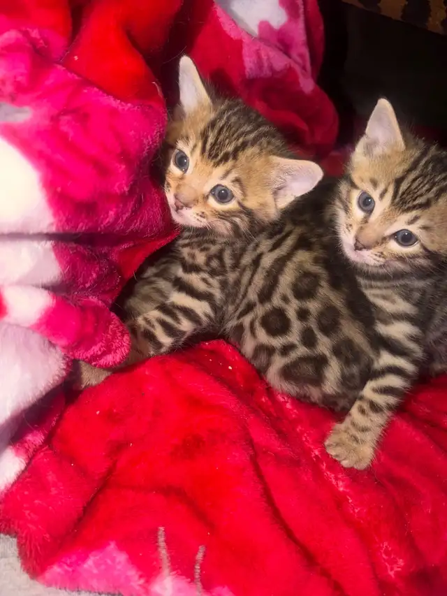 Beautiful Male Bengal Kittens Ready To Go! - Photo 2