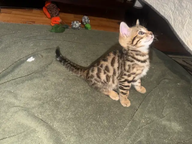 Beautiful Male Bengal Kittens Ready To Go! - Photo 3