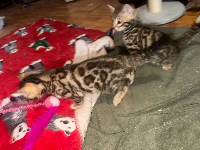 Beautiful Male Bengal Kittens Ready To Go! - Photo 5