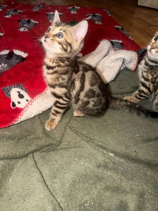 Beautiful Male Bengal Kittens Ready To Go! - Photo 6