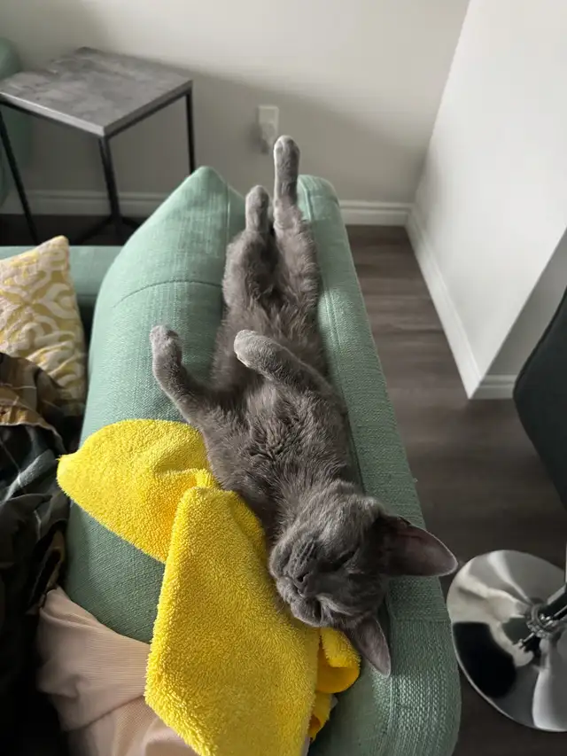 4 month old Beautiful Gray Kitten with yellow eyes (female) - Photo 2