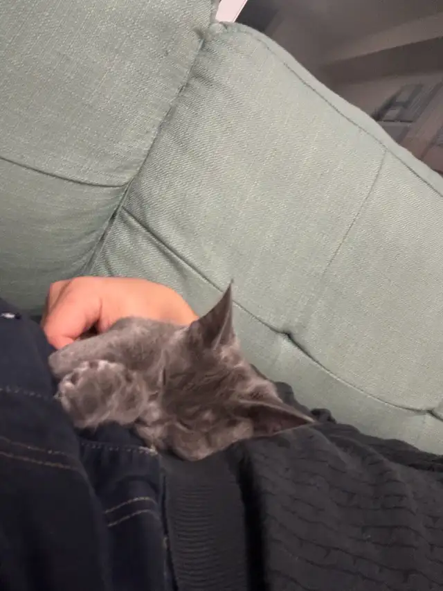 4 month old Beautiful Gray Kitten with yellow eyes (female) - Photo 3