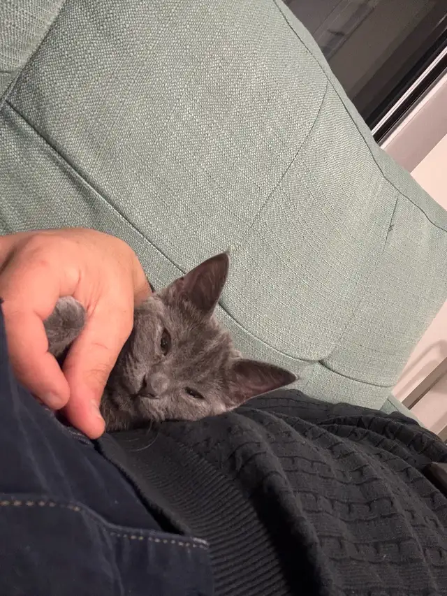 4 month old Beautiful Gray Kitten with yellow eyes (female) - Photo 4