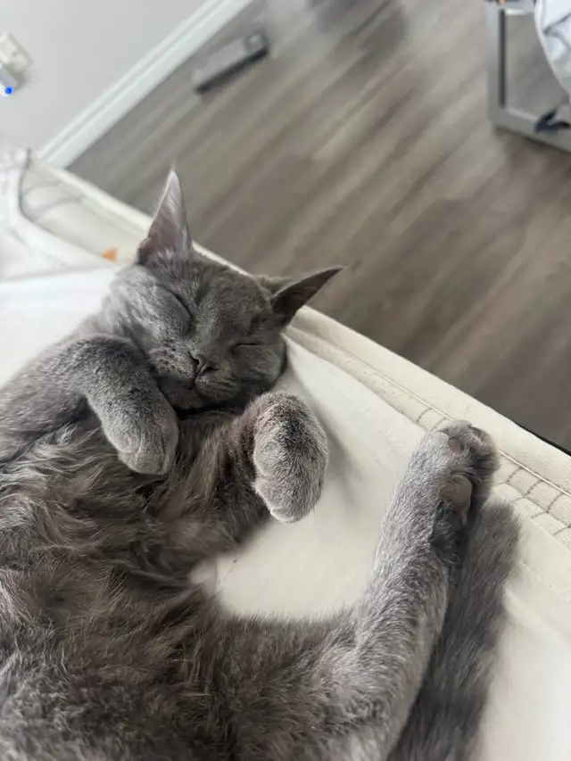 4 month old Beautiful Gray Kitten with yellow eyes (female) - Photo 5