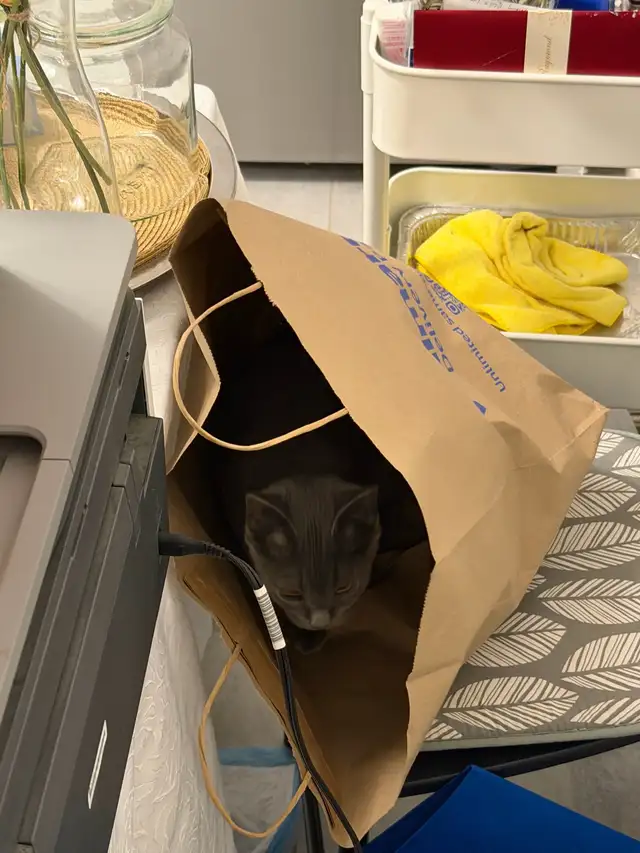 4 month old Beautiful Gray Kitten with yellow eyes (female) - Photo 6