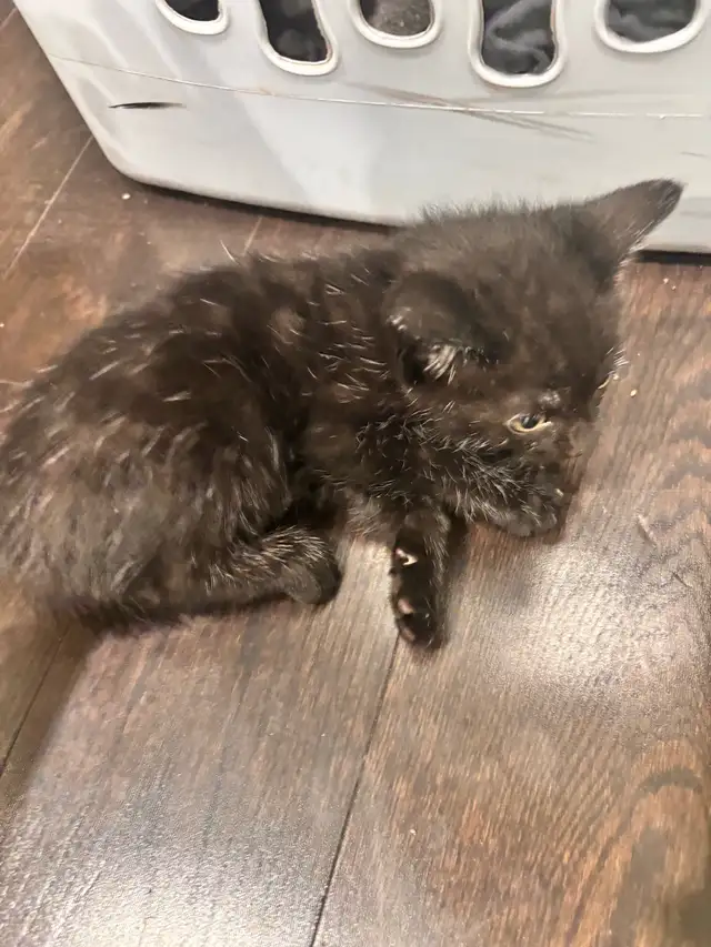 6 Week Old Kittens - Photo 2