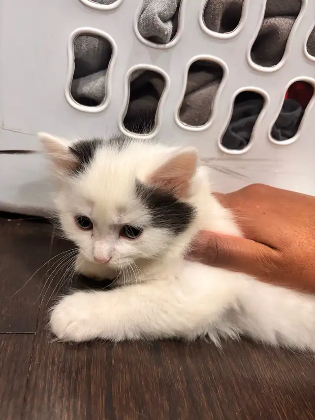 6 Week Old Kittens - Photo 3