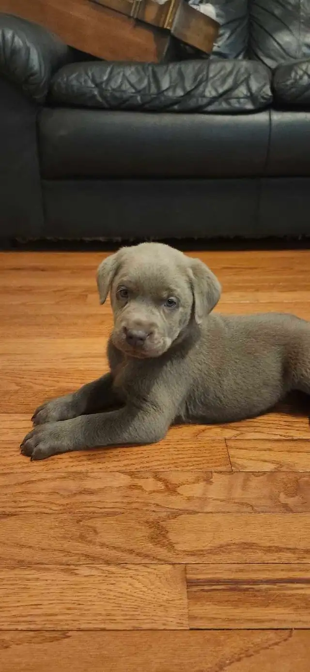 2 labrador males left