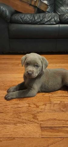 2 labrador males left