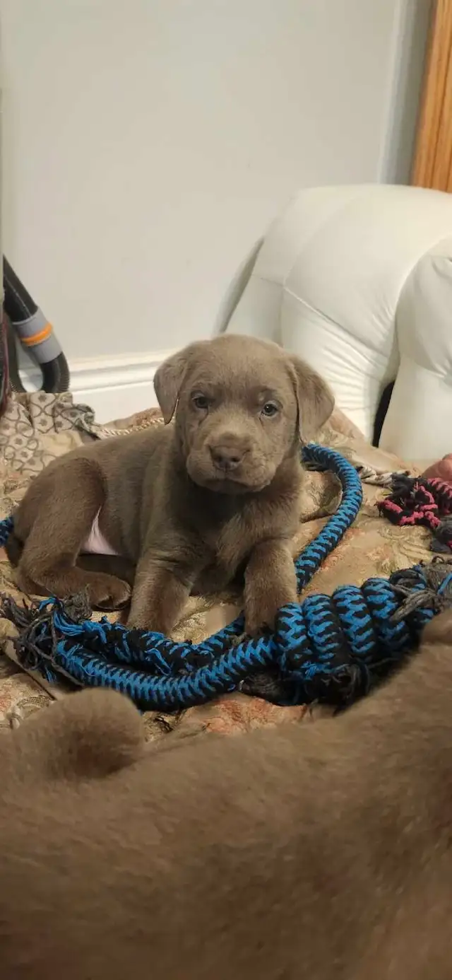 2 labrador males left - Photo 2