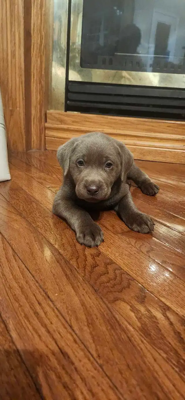 2 labrador males left - Photo 3