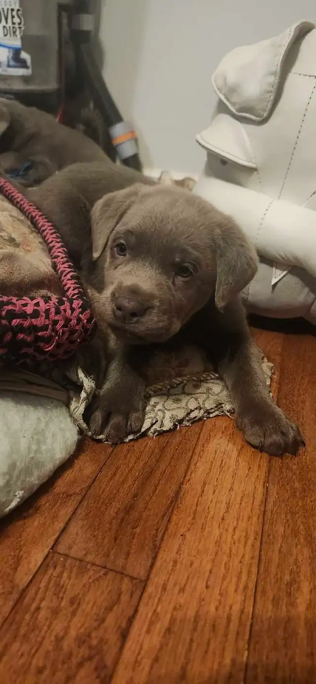 2 labrador males left - Photo 4