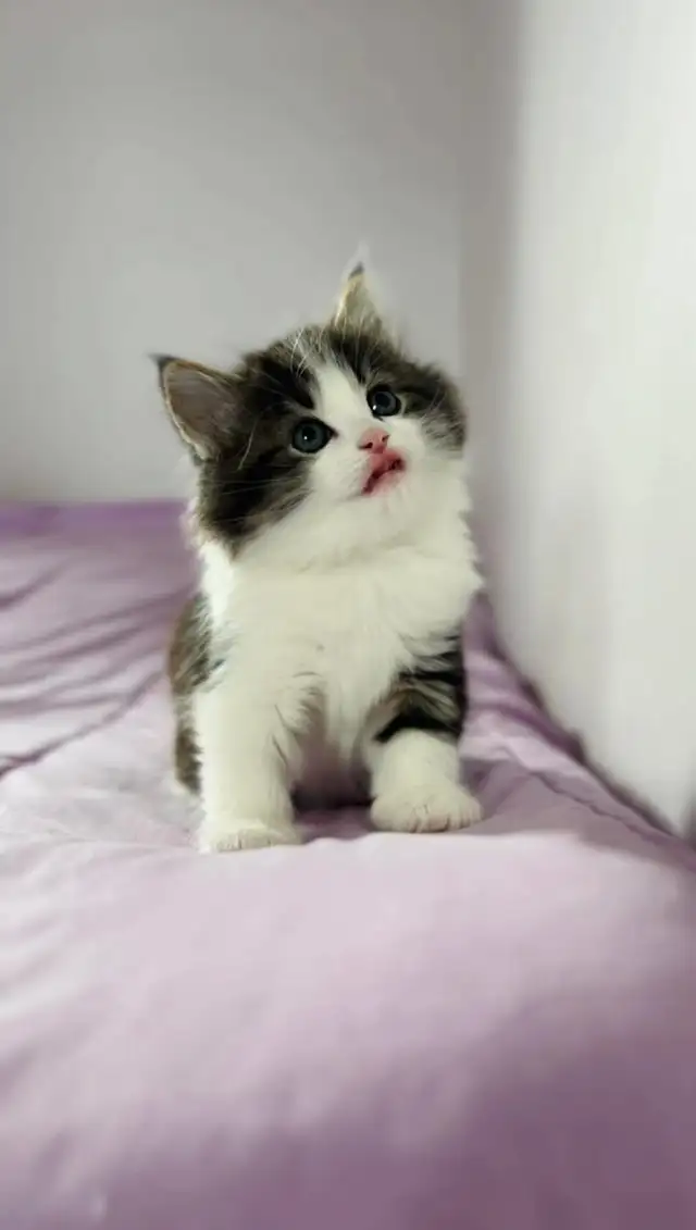 beautiful male. Siberian kitten