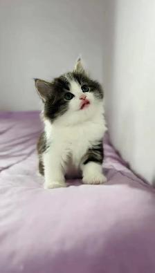 beautiful male. Siberian kitten