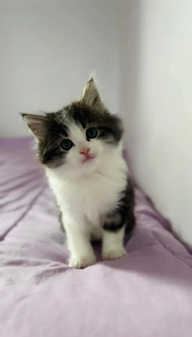 beautiful male. Siberian kitten - Photo 2