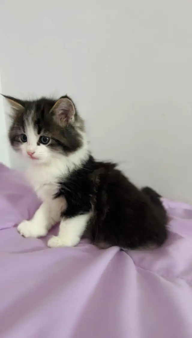 beautiful male. Siberian kitten - Photo 3