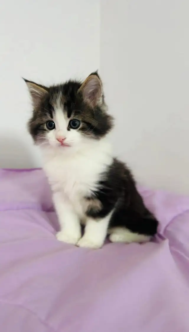 beautiful male. Siberian kitten - Photo 5