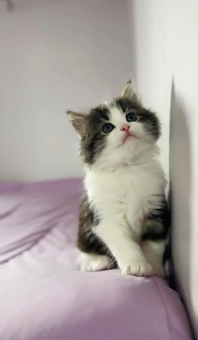 beautiful male. Siberian kitten - Photo 6