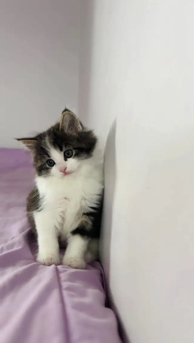 beautiful male. Siberian kitten - Photo 8