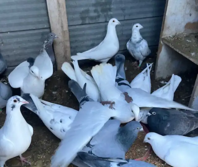 pigeons for sale