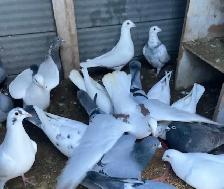 pigeons for sale