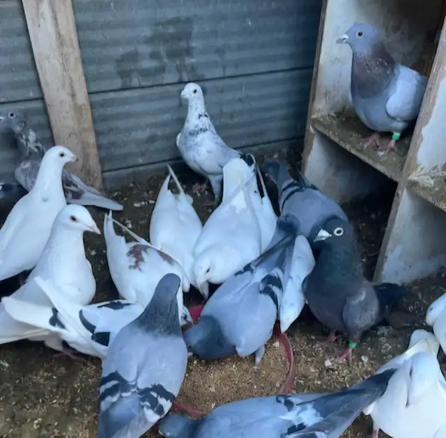 pigeons for sale - Photo 2