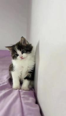 Beautiful male Siberian kitten