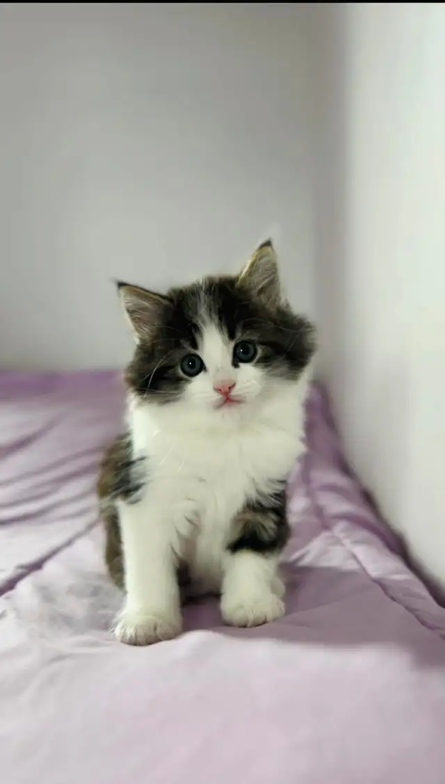 Beautiful male Siberian kitten - Photo 2