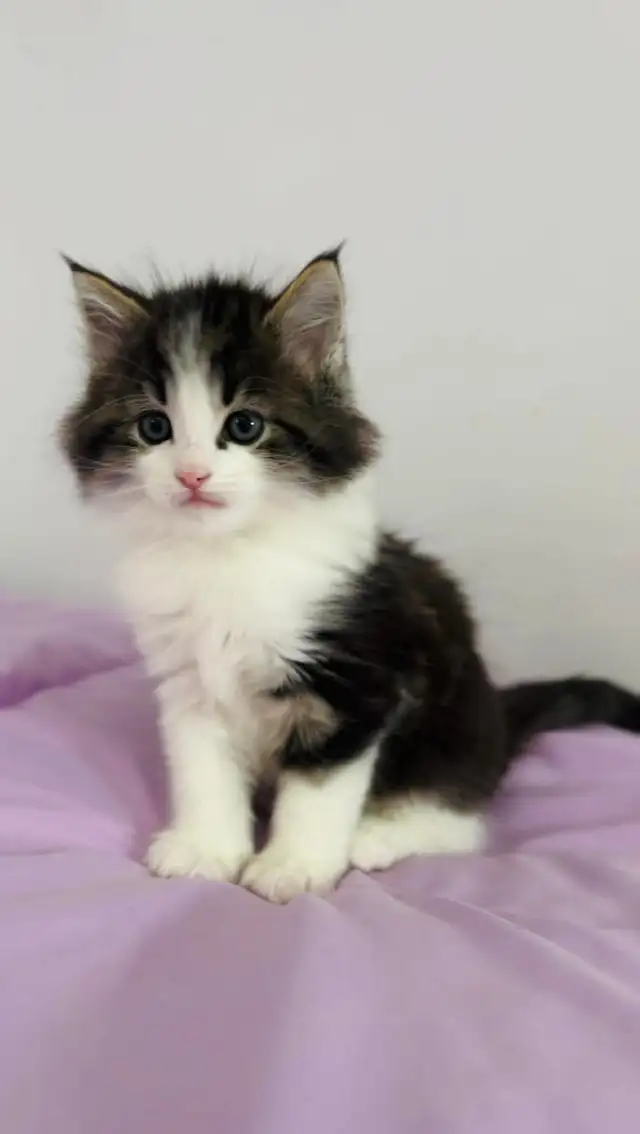 Beautiful male Siberian kitten - Photo 4