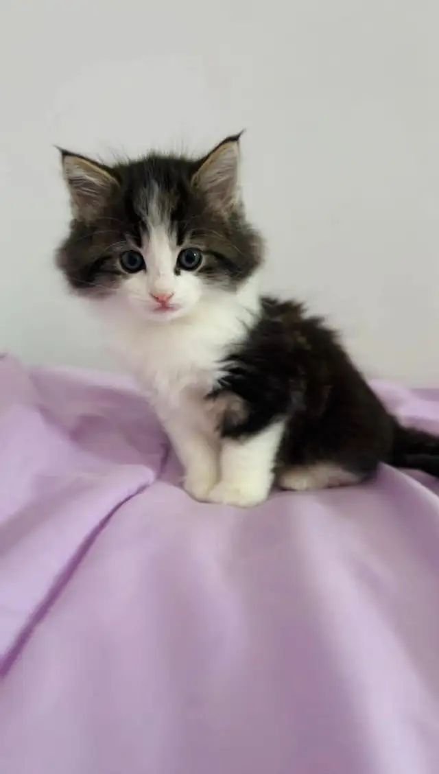 Beautiful male Siberian kitten - Photo 5