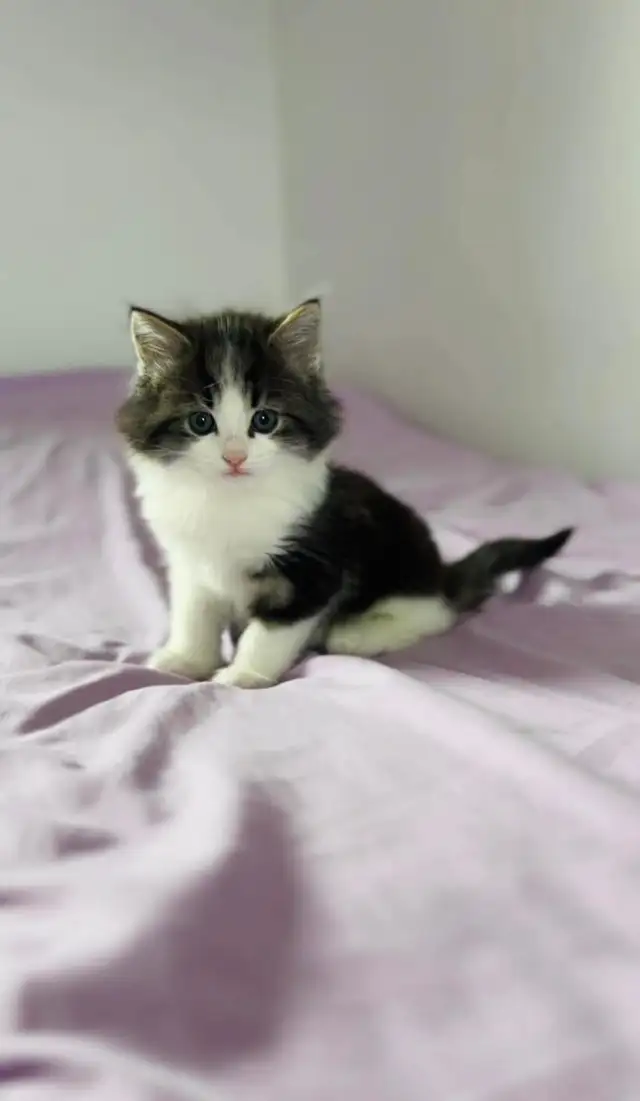 Beautiful male Siberian kitten - Photo 7